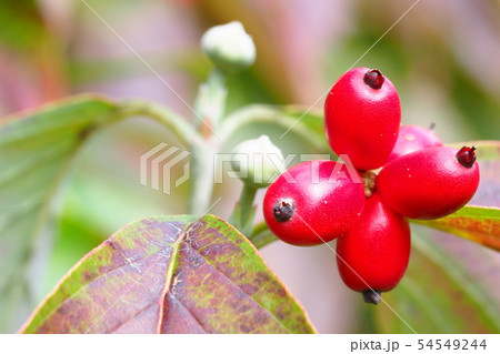 ハナミズキの実と来年の花芽 54549244