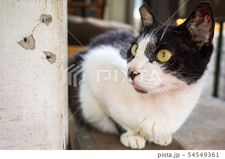 wild cat, closeup portrait with face. wild cat, closeup portrait with face. 54549361