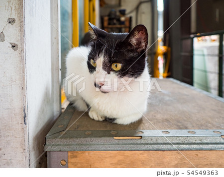 wild cat, closeup portrait with face. 54549363