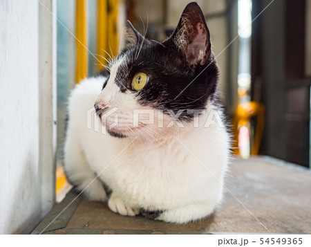 wild cat, closeup portrait with face. wild cat, closeup portrait with face. 54549365