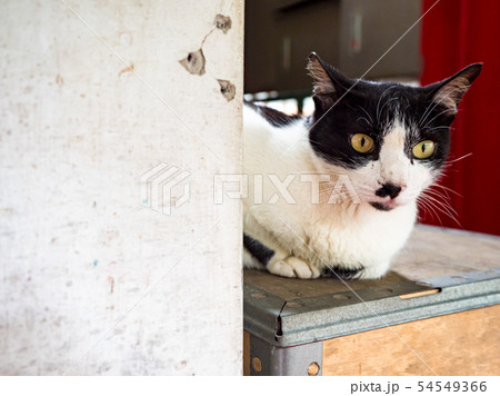 wild cat, closeup portrait with face. 54549366