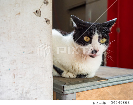 wild cat, closeup portrait with face. 54549368