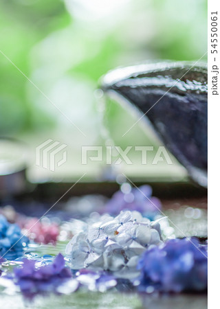 京都府・観音寺の紫陽花 54550061