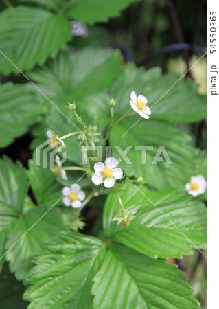 ワイルドストロベリー 花 ワイルドストロベリー 花 54550365