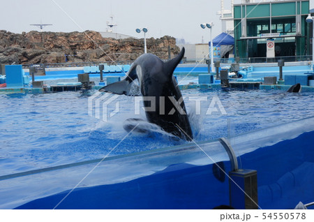 名古屋港水族館 54550578