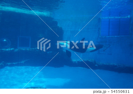 名古屋港水族館 54550631