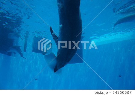 名古屋港水族館 54550637