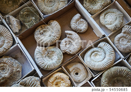 ammonites fossil collection texture 54550685