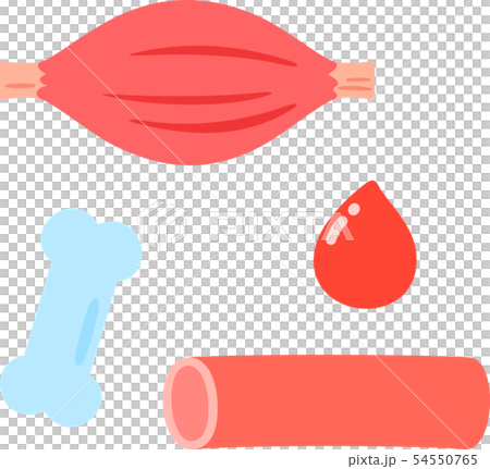 筋肉 骨 血管 血液のイラストセットのイラスト素材 筋肉 骨 血管 血液のイラストセットのイラスト素材