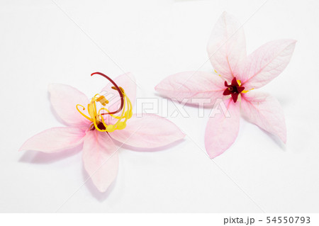 Cassia bakeriana Craib flowers Cassia bakeriana Craib flowers 54550793