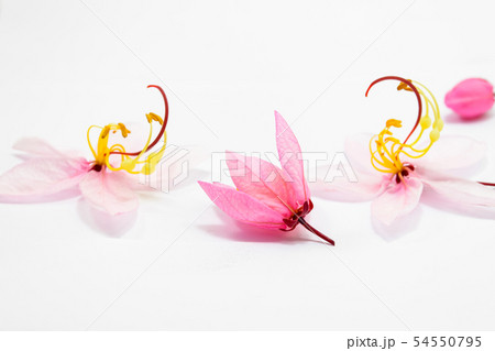 Cassia bakeriana Craib flowers Cassia bakeriana Craib flowers 54550795