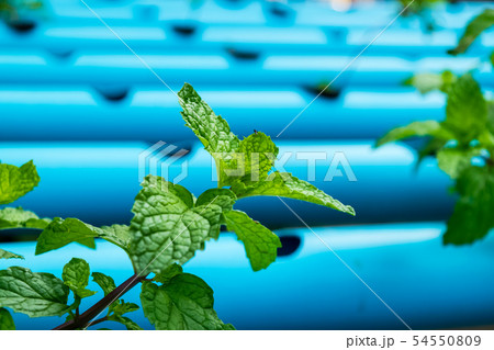 Green Peppermint trees 54550809