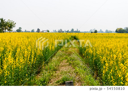 Crotalaria juncea in the field 54550810