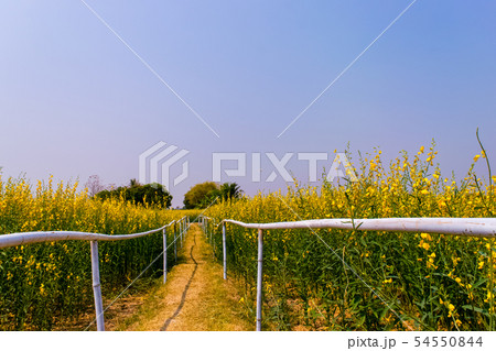 Crotalaria juncea in the field 54550844