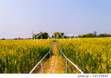 Crotalaria juncea in the field 54550846