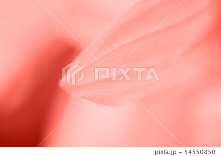 Close up of abstract coral color petal. 54550850