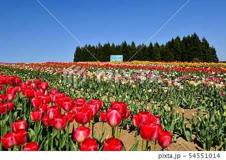 正子のチューリッぷ園 54551014