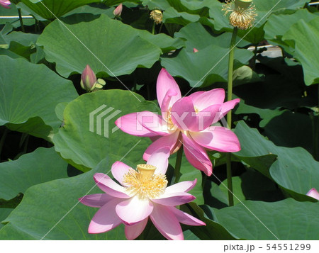 千葉公園のオオガハスの桃色の花 54551299