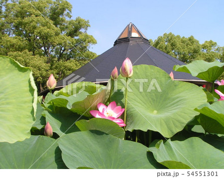 千葉公園のオオガハスの桃色の花 54551301