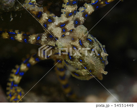 ヒョウモンダコ 54551449