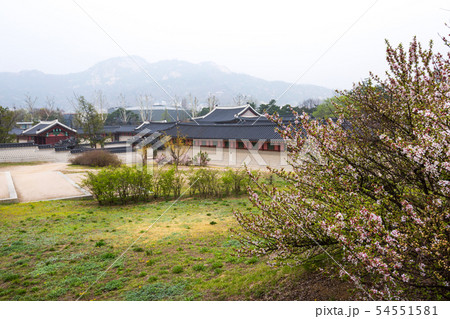 Gyeongbokgung palace with cherry blossom tree  54551581