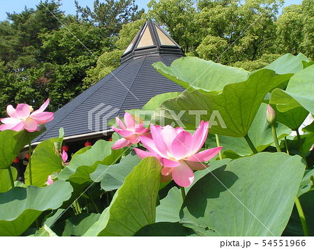 千葉公園のオオガハスの桃色の花 54551966