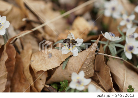 節分草の蜜を吸う二ホンミツバチ 54552012