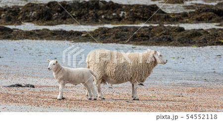 Sheep on the Beach Sheep on the Beach 54552118