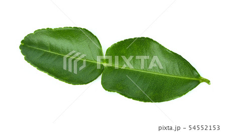 Bergamot leaf isolated on white background 54552153
