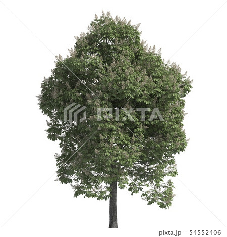 Tree 3d illustration isolated on the white background Tree 3d illustration isolated on the white background 54552406