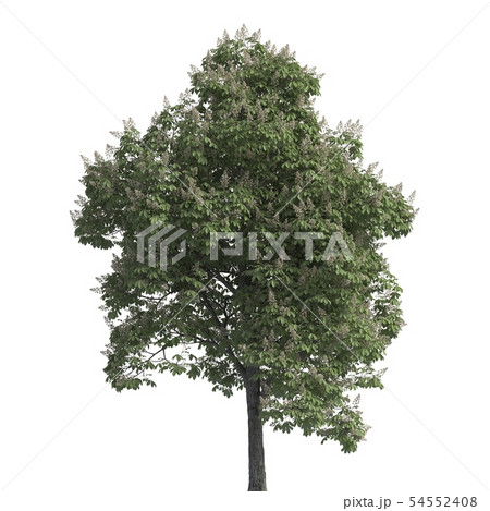 Tree 3d illustration isolated on the white background Tree 3d illustration isolated on the white background 54552408