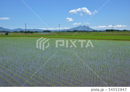 田植えが終わったばかりの青空を映す水田と遠く筑波山 田植えが終わったばかりの青空を映す水田と遠く筑波山 54552947