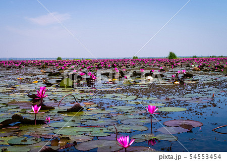 The sea of red lotus 54553454