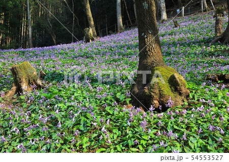 清住かたくりの里/クヌギ林とカタクリの花の群生（兵庫県丹波市） 54553527