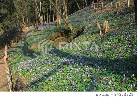 清住かたくりの里/クヌギ林とカタクリの花の群生(兵庫県丹波市) 清住かたくりの里/クヌギ林とカタクリの花の群生(兵庫県丹波市) 54553529