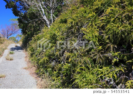 淡路島南端に浮かぶ離島「沼島」/沼島のシダの群生と遊歩道/日本遺産 54553541