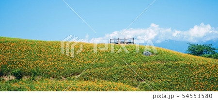 花 フラワー お花 54553580