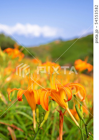 ニッコウキスゲ キスゲ デイリリー 54553582