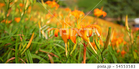 ニッコウキスゲ キスゲ デイリリー 54553583