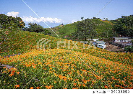 ニッコウキスゲ キスゲ デイリリー 54553699