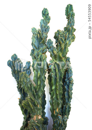 old cactus isolated 54553909