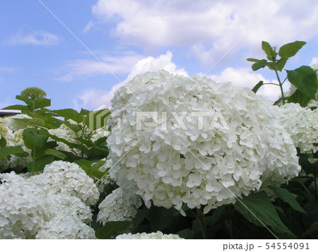 ハイドランジアアナベルと言う白い花のアジサイの写真素材