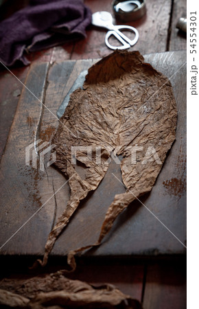 Cigar rolling or making by torcedor in cuba 54554301