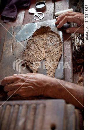 Cigar rolling or making by torcedor in cuba Cigar rolling or making by torcedor in cuba 54554307