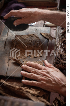 Cigar rolling or making by torcedor in cuba Cigar rolling or making by torcedor in cuba 54554312