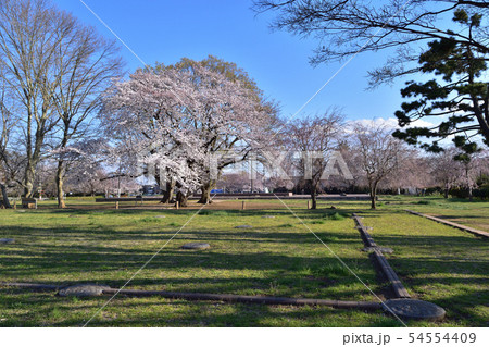 武蔵国分寺跡の講堂と金堂基壇と桜の花 54554409