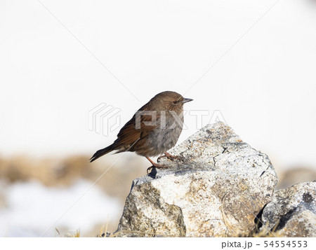 カヤクグリ 54554553