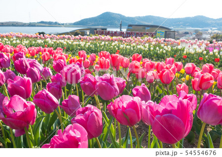 【愛知県】サンテガーデン　花祭り　サンテパルクたはら　　 54554676