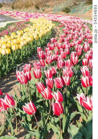 【愛知県】サンテガーデン 花祭り サンテパルクたはら 【愛知県】サンテガーデン 花祭り サンテパルクたはら 54554693