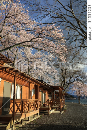 海津大崎の桜並木 二本松キャンプ水泳場 日本のさくら名所100選 琵琶湖八景 の写真素材